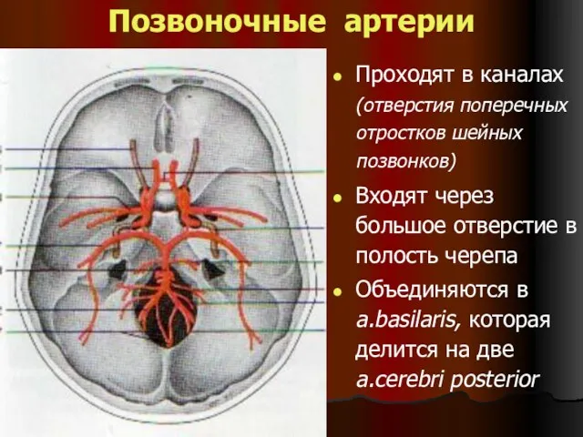 Позвоночные артерии Проходят в каналах (отверстия поперечных отростков шейных позвонков) Входят через большое