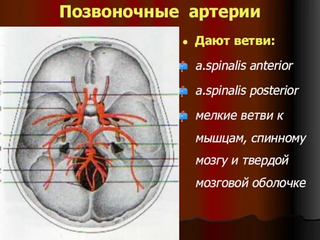 Позвоночные артерии Дают ветви: a.spinalis anterior a.spinalis posterior мелкие ветви к мышцам, спинному