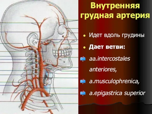 Внутренняя грудная артерия Идет вдоль грудины Дает ветви: aa.intercostales anteriores, a.musculophrenica, a.epigastrica superior