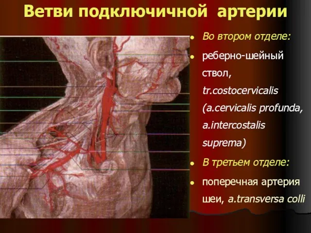 Ветви подключичной артерии Во втором отделе: реберно-шейный ствол, tr.costocervicalis (a.cervicalis profunda, a.intercostalis suprema)