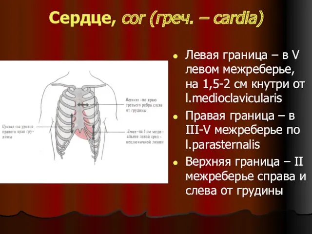 Сердце, cor (греч. – cardia) Левая граница – в V