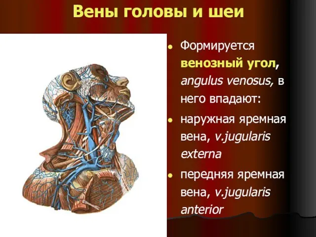 Вены головы и шеи Формируется венозный угол, angulus venosus, в него впадают: наружная