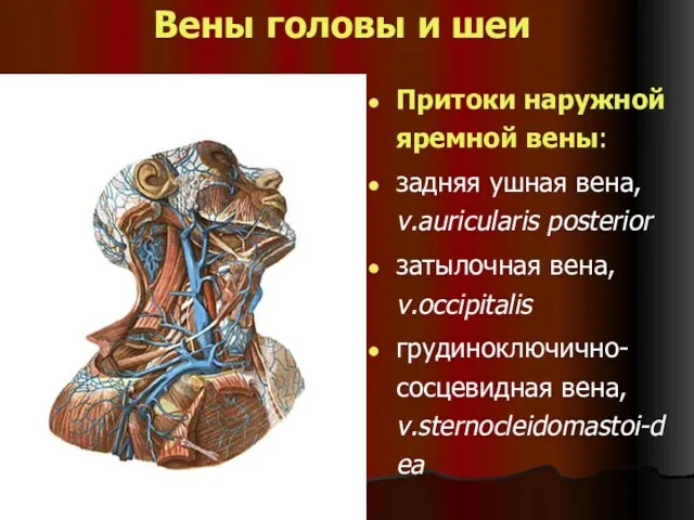 Вены головы и шеи Притоки наружной яремной вены: задняя ушная вена, v.auricularis posterior