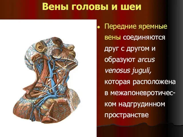 Вены головы и шеи Передние яремные вены соединяются друг с другом и образуют