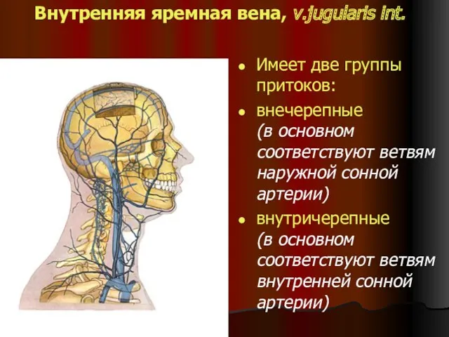 Внутренняя яремная вена, v.jugularis int. Имеет две группы притоков: внечерепные (в основном соответствуют