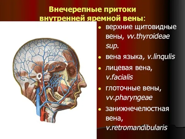 Внечерепные притоки внутренней яремной вены: верхние щитовидные вены, vv.thyroideae sup.