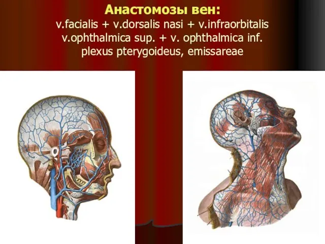 Анастомозы вен: v.facialis + v.dorsalis nasi + v.infraorbitalis v.ophthalmica sup.