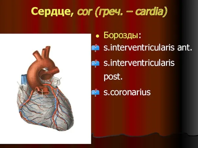 Сердце, cor (греч. – cardia) Борозды: s.interventricularis ant. s.interventricularis post. s.coronarius