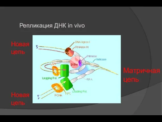 Репликация ДНК in vivo Матричная цепь Новая цепь Новая цепь