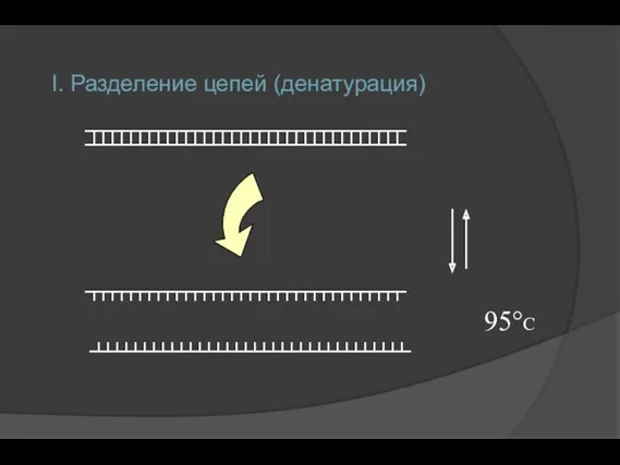 I. Разделение цепей (денатурация) 95°C