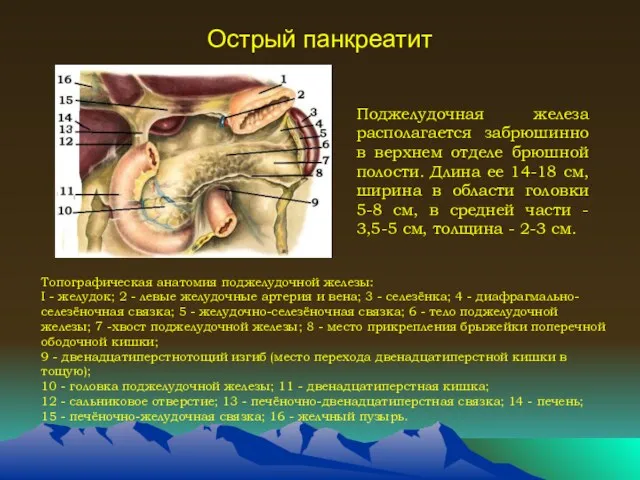 Острый панкреатит Топографическая анатомия поджелудочной железы: I - желудок; 2