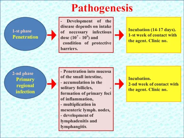 Pathogenesis 1-st phase Penetration - Development of the disease depends