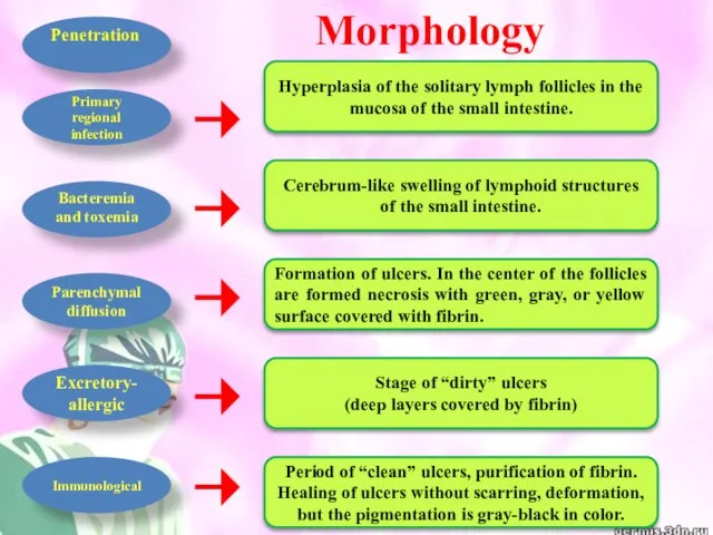 Morphology Penetration Bacteremia and toxemia Parenchymal diffusion Primary regional infection