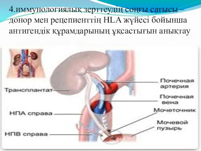 4.иммунологиялық зерттеудің соңғы сатысы – донор мен рецепиенттің HLA жүйесі бойынша антигендік құрамдарының ұқсастығын анықтау