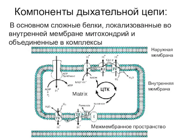 Компоненты дыхательной цепи: В основном сложные белки, локализованные во внутренней