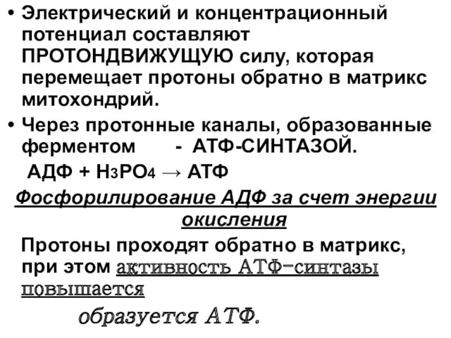 Электрический и концентрационный потенциал составляют ПРОТОНДВИЖУЩУЮ силу, которая перемещает протоны