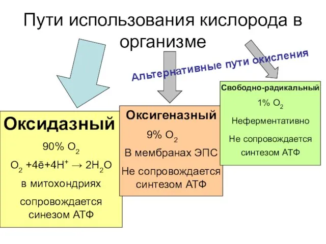 Пути использования кислорода в организме Оксидазный 90% О2 О2 +4ē+4Н+