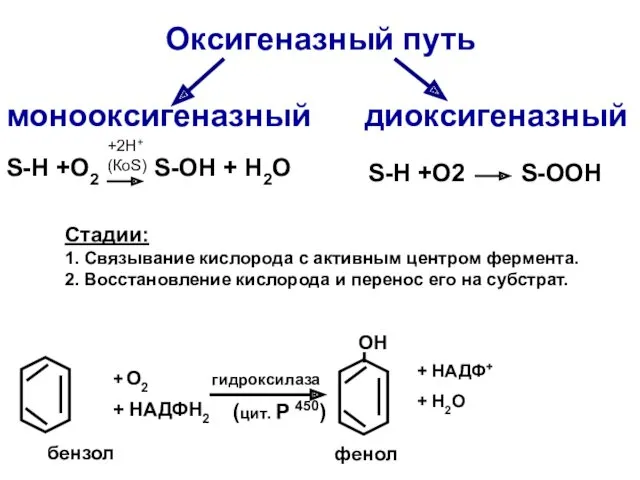 Оксигеназный путь монооксигеназный диоксигеназный S-Н +O2 S-OH + H2O S-Н