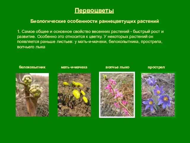 Первоцветы Биологические особенности раннецветущих растений 1. Самое общее и основное свойство весенних растений