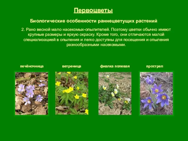 Первоцветы Биологические особенности раннецветущих растений печёночница ветреница фиалка полевая прострел 2. Рано весной