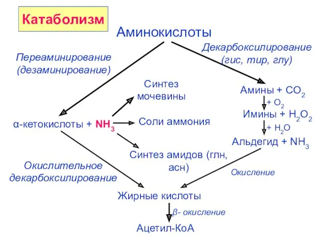 Аминокислоты Переаминирование (дезаминирование) Декарбоксилирование (гис, тир, глу) α-кетокислоты + NH3