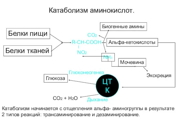 Катаболизм аминокислот. Белки пищи Белки тканей R-CH-COOH NO2 CO2 Биогенные