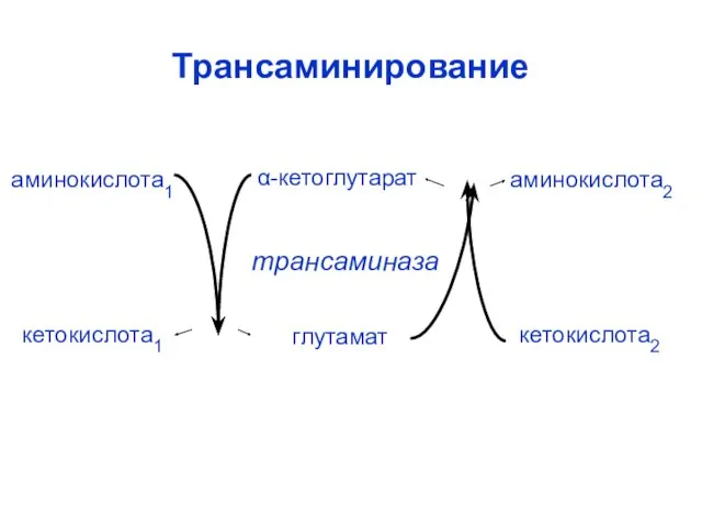 Трансаминирование трансаминаза