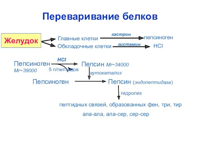 Главные клетки пепсиноген Обкладочные клетки НСI гистамин гастрин Пепсиноген Mr~39000