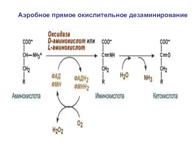 Аэробное прямое окислительное дезаминирование