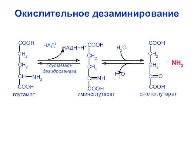 Окислительное дезаминирование NH О