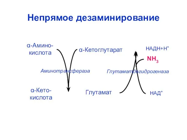 Непрямое дезаминирование