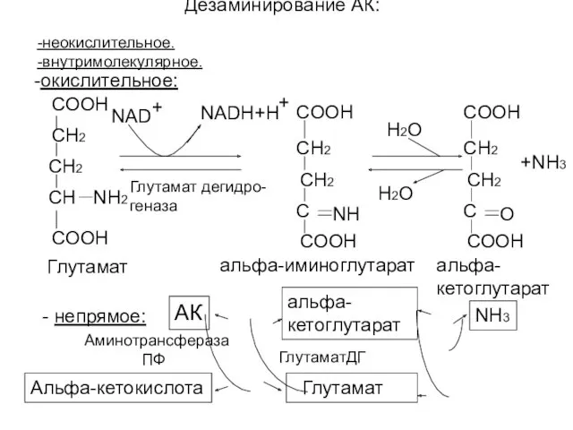 Дезаминирование АК: -окислительное: COOH CH2 CH2 CH NH2 COOH NADH+H