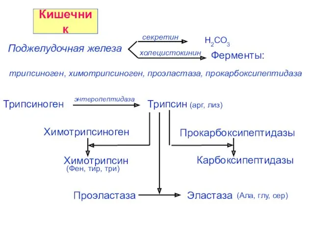 Ферменты: Поджелудочная железа холецистокинин секретин Н2СО3 трипсиноген, химотрипсиноген, проэластаза, прокарбоксипептидаза Кишечник