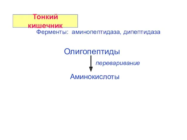 Ферменты: аминопептидаза, дипептидаза Олигопептиды Аминокислоты переваривание Тонкий кишечник