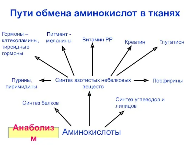 Пути обмена аминокислот в тканях Синтез белков Синтез углеводов и