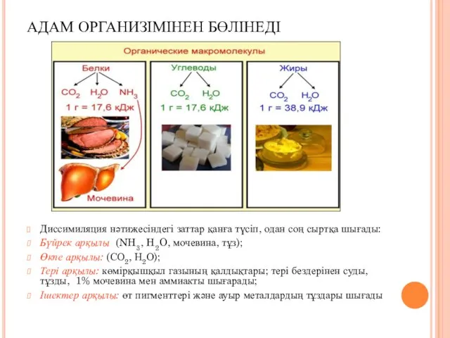 АДАМ ОРГАНИЗІМІНЕН БӨЛІНЕДІ Диссимиляция нәтижесіндегі заттар қанға түсіп, одан соң