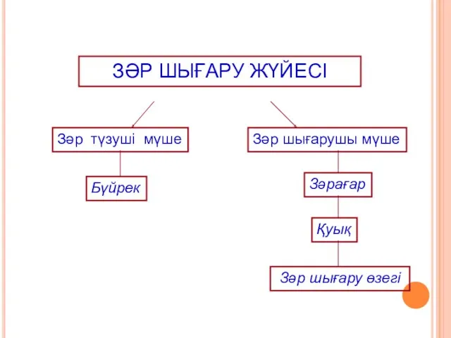 ЗӘР ШЫҒАРУ ЖҮЙЕСІ Зәр түзуші мүше Зәр шығарушы мүше Бүйрек Зәрағар Қуық Зәр шығару өзегі