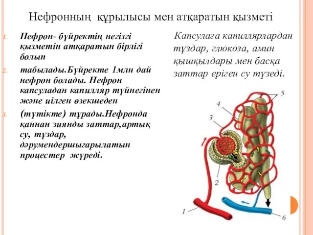 Нефрон- бүйректің негізгі қызметін атқаратын бірлігі болып табылады.Бүйректе 1млн дай