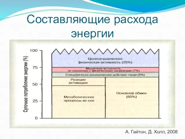 Составляющие расхода энергии А. Гайтон, Д. Холл, 2008