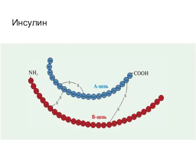 Инсулин