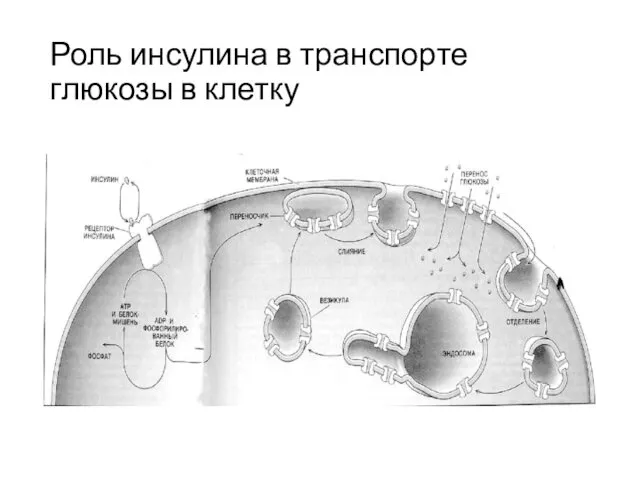 Роль инсулина в транспорте глюкозы в клетку