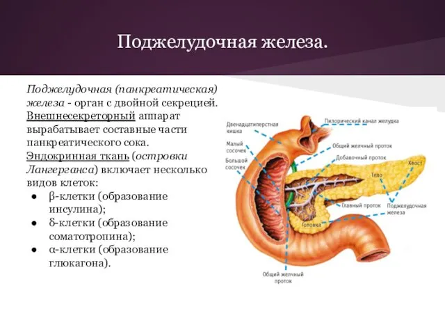 Поджелудочная железа. Поджелудочная (панкреатическая) железа - орган с двойной секрецией.