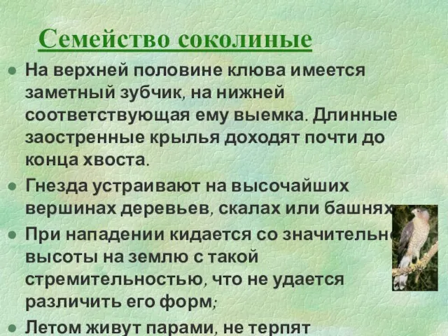 Семейство соколиные На верхней половине клюва имеется заметный зубчик, на