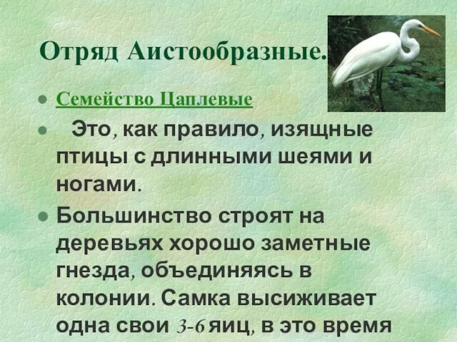 Отряд Аистообразные. Семейство Цаплевые Это, как правило, изящные птицы с