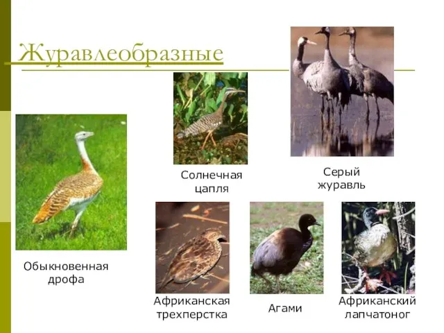 Журавлеобразные Африканская трехперстка Серый журавль Агами Африканский лапчатоног Солнечная цапля Обыкновенная дрофа