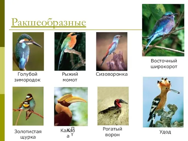 Ракшеобразные Голубой зимородок Рыжий момот Сизоворонка Восточный широкорот Золотистая щурка Пт Ка Калао Рогатый ворон Удод
