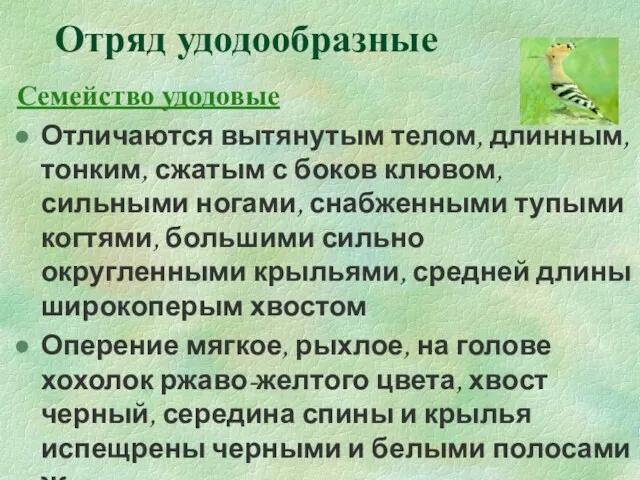 Отряд удодообразные Семейство удодовые Отличаются вытянутым телом, длинным, тонким, сжатым