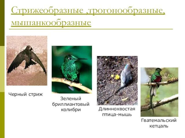 Стрижеобразные ,трогонообразные, мышанкообразные Черный стриж Зеленый бриллиантовый колибри Длиннохвостая птица-мышь Гватемальский кетцаль