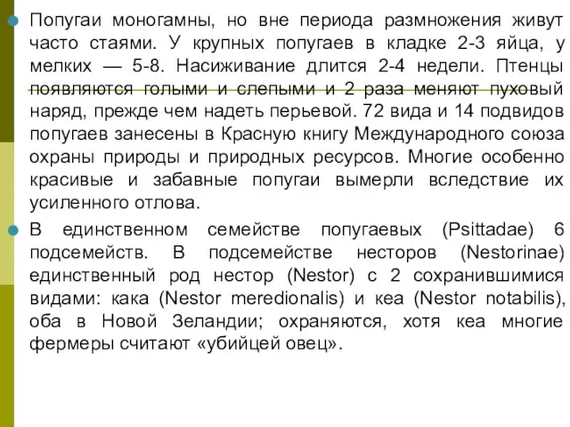 Попугаи моногамны, но вне периода размножения живут часто стаями. У