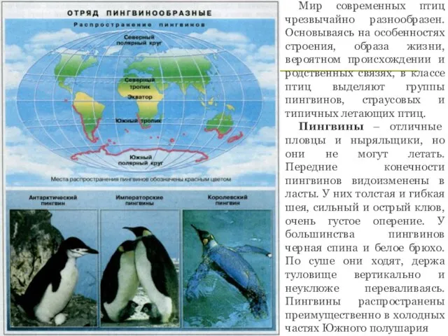 Мир современных птиц чрезвычайно разнообразен. Основываясь на особенностях строения, образа